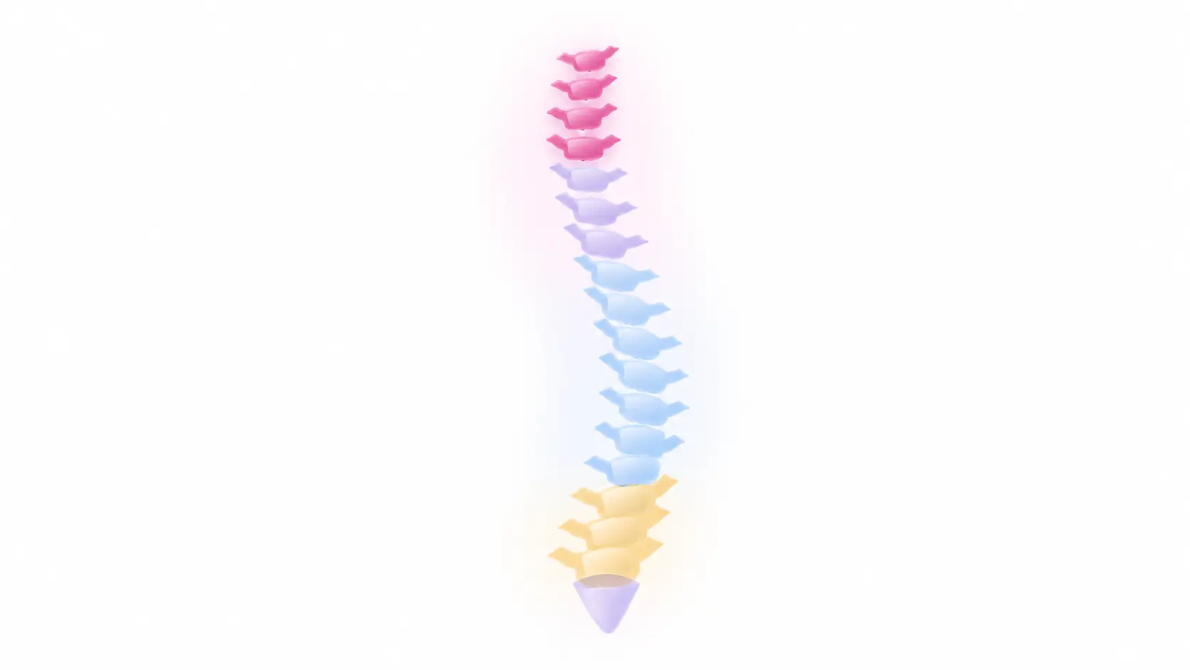 Illustration of the human spine highlighting the different sections of the vertebrae, representing spinal cord injury care and support from Komplex Care.