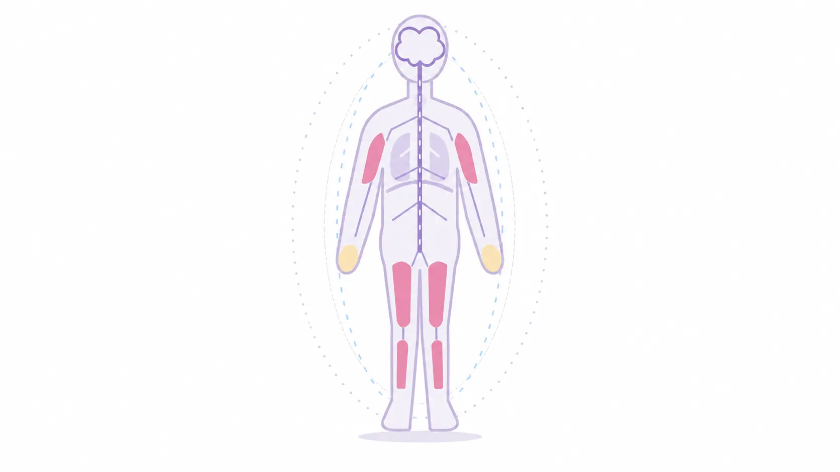Illustration of the human nervous system and muscle groups representing specialist neuromuscular care and support provided by Komplex Care.